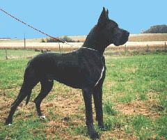 Ch Night Blue Des Landes Du Chatenet