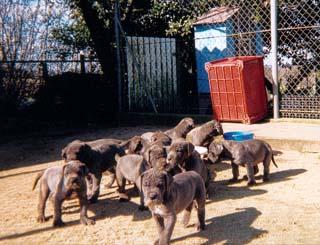 Ch Night Blue Des Landes Du Chatenet