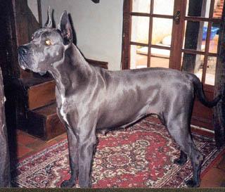 Nina Des Landes Du Chatenet