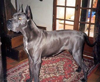 Nina Des Landes Du Chatenet