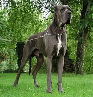 Pacha Des Landes Du Chatenet