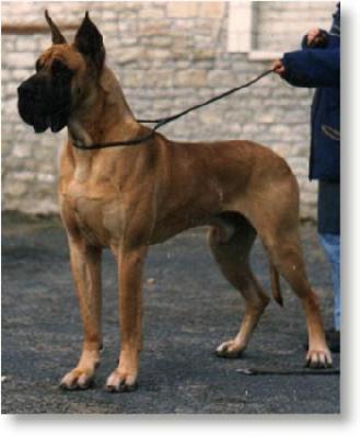 Ch Drakkar Des Petites Vernieres