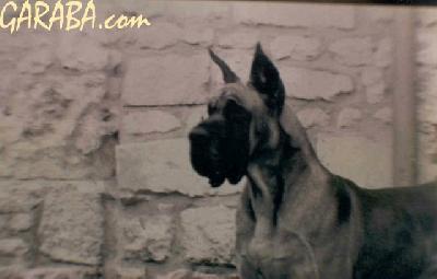 Ch Drakkar Des Petites Vernieres