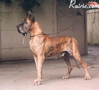 Ch Gruss-gott Des Petites Vernieres