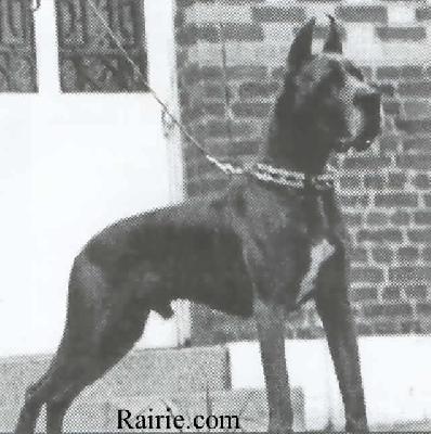 Ch Attila Des Terres De La Rairie