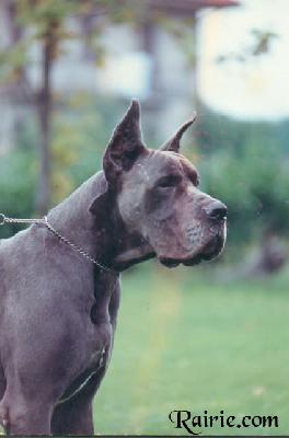 Ch Dartagnan Des Terres De La Rairie