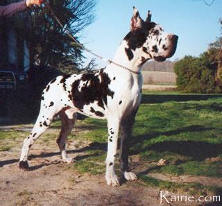 Midnight Des Terres  De La Rairie