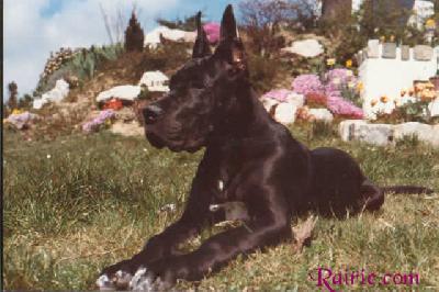 Uloah Des Terres  De La Rairie