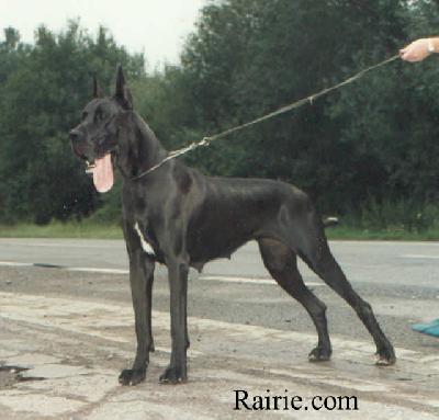 Ch Ultimate Des Terres  De La Rairie