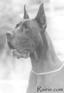 Ch Ultimate Des Terres  De La Rairie