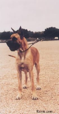 Ch Flipper Des Terres  De La Rairie