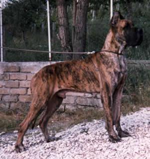 Ch Aaron Des Terres De La Rairie