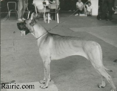 Ch Amandine Des Terres De La Rairie