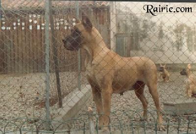 Beauty Nane Des Terres De La Rairie