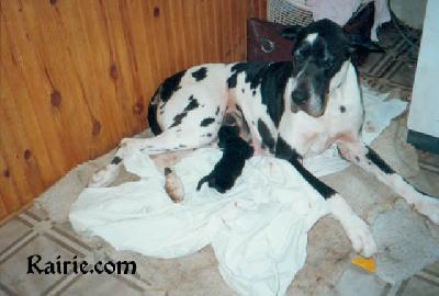Cambrelette Des Terres De La Rairie