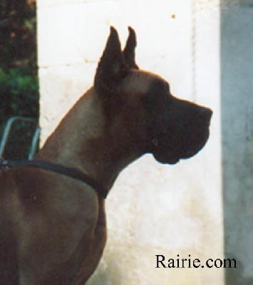 Dodo Des Terres De La Rairie