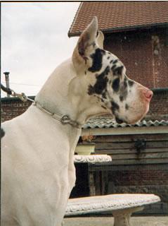 Eagle Des Terres De La Rairie
