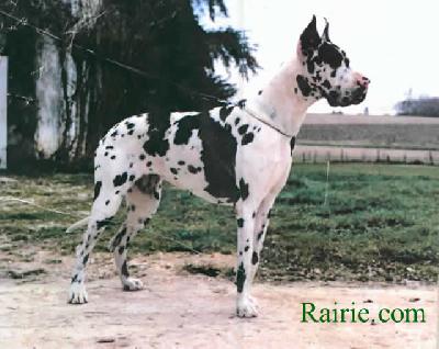 Ch Eidy Des Terres De La Rairie