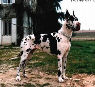 Ch Eidy Des Terres De La Rairie