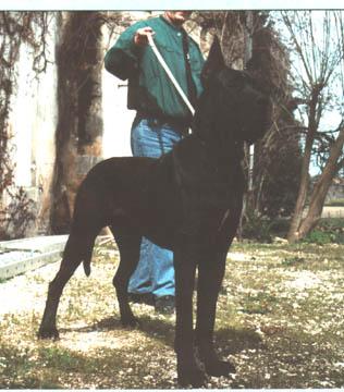 Ch Ephebe Des Terres De La Rairie