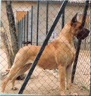 Flower Des Terres De La Rairie