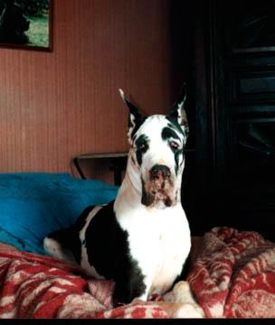 Ch Forsan Des Terres De La Rairie