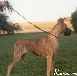 Gallia Des Terres De La Rairie