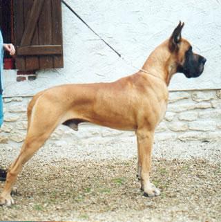 Gold Moon Des Terres De La Rairie