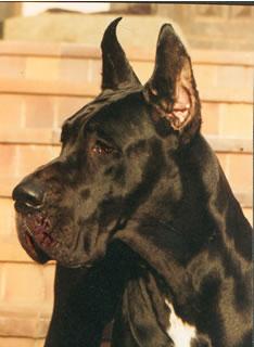 Ch Gotha Des Terres De La Rairie