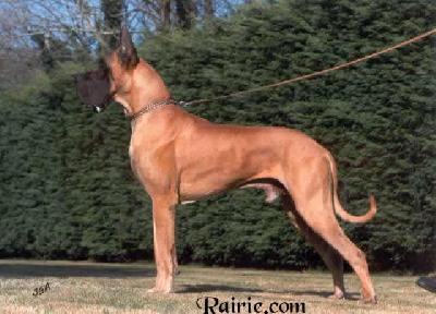 Ch Hautain Des Terres De La Rairie