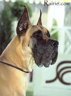 Ch Hautain Des Terres De La Rairie