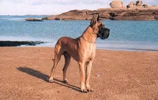 Ch Hautain Des Terres De La Rairie