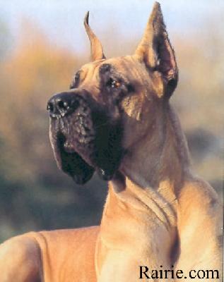 Heliantha Des Terres De La Rairie