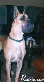 Heliantha Des Terres De La Rairie