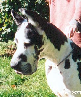 Ch Iorischka Des Terres De La Rairie