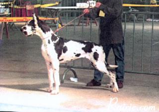 Ch Iorischka Des Terres De La Rairie