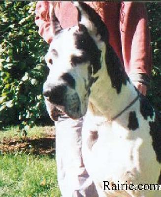 Ch Iorischka Des Terres De La Rairie