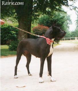 Isatis Des Terres De La Rairie