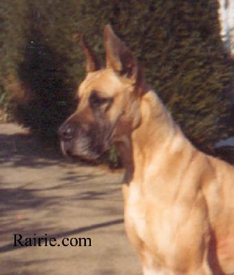 Jahel Des Terres De La Rairie