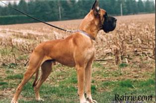 Ch Joy Des Terres De La Rairie