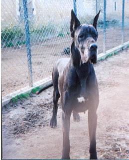 Ch Lalifa Des Terres De La Rairie