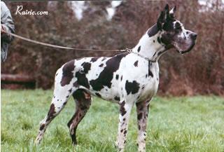 Ch Libero Des Terres De La Rairie