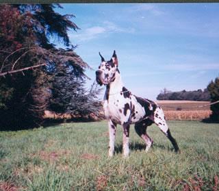 Ch Libero Des Terres De La Rairie