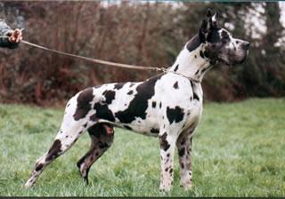 Ch Libero Des Terres De La Rairie