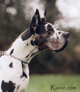 Ch Libero Des Terres De La Rairie