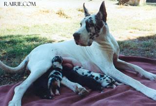 Libertine Des Terres De La Rairie