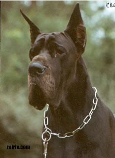 Mage Des Terres De La Rairie