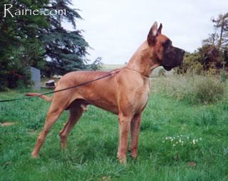 Ch Must Laufer Des Terres De La Rairie