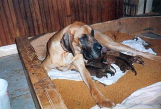 Nana Des Terres De La Rairie