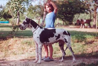 Nikame Des Terres De La Rairie